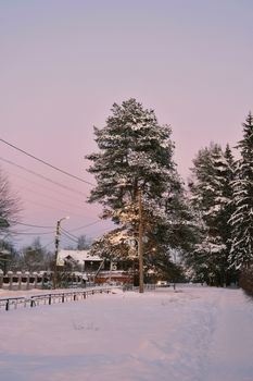 Serene winter scene with snow-covered trees and a pink dusk sky.