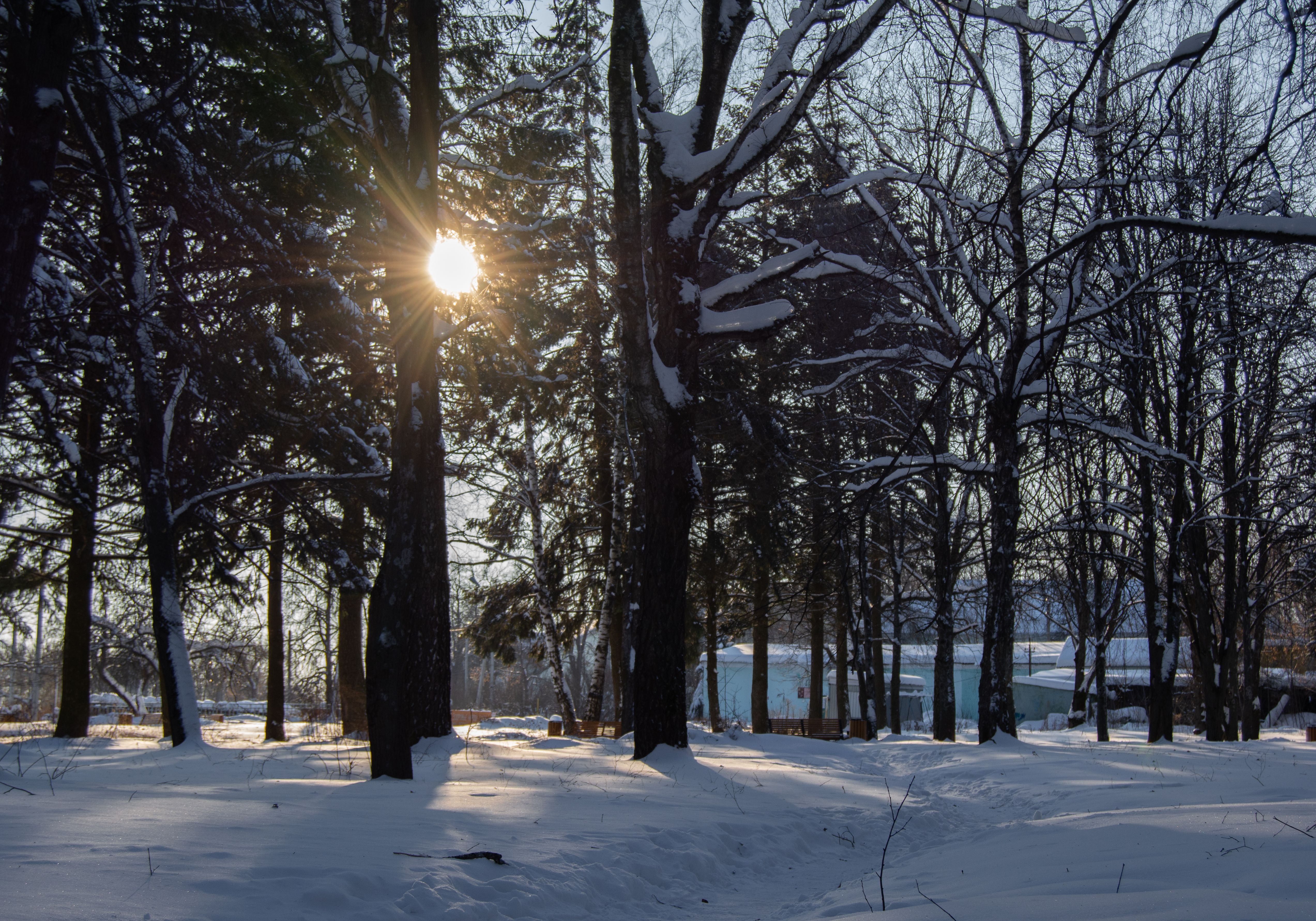 Luz de invierno filtrándose entre árboles nevados en Rusia