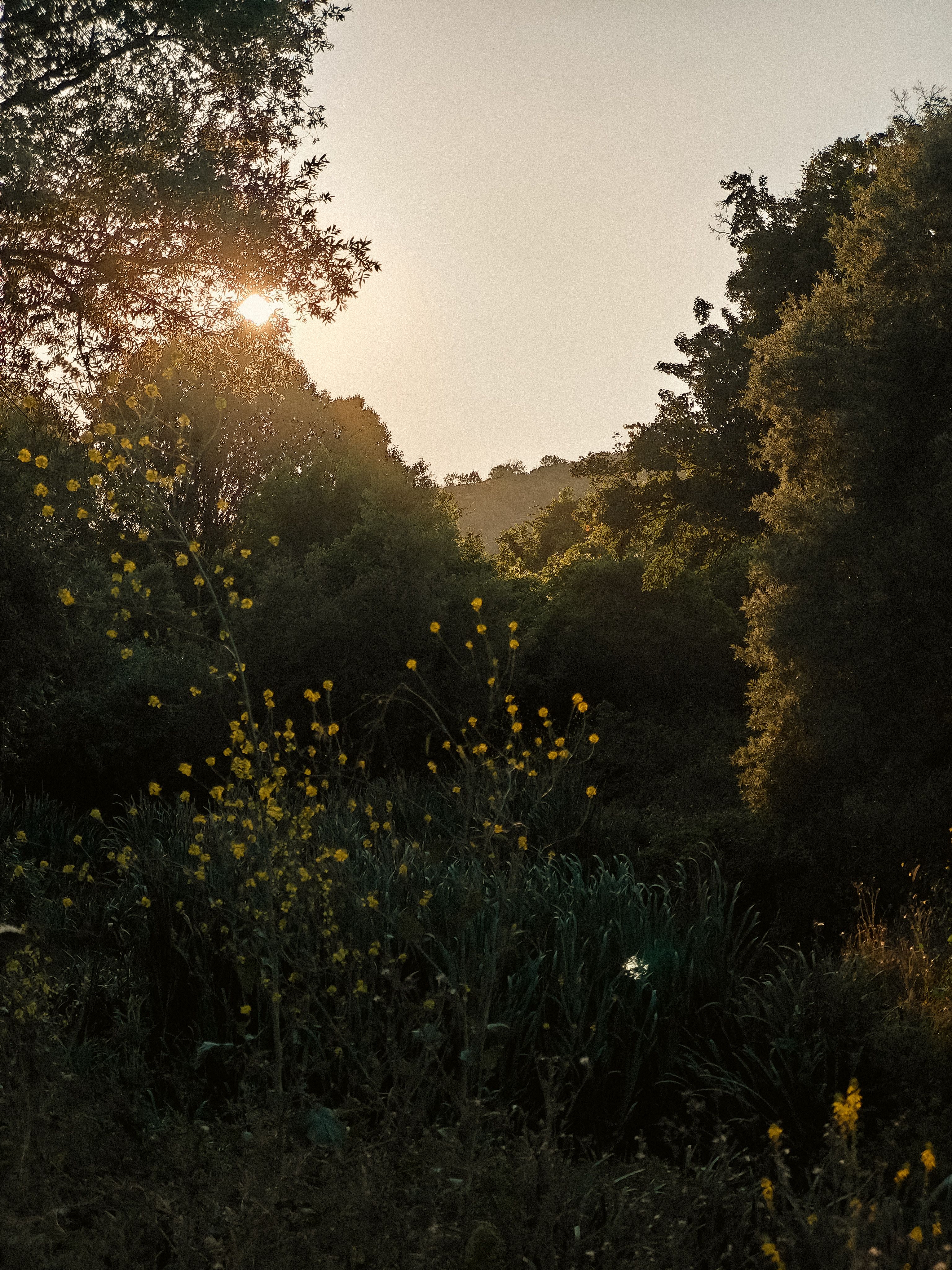 Golden Hour in Lush Forest Landscape · Free Stock Photo