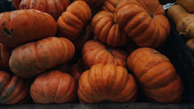 A collection of fresh orange pumpkins perfect for autumn and Halloween settings.
