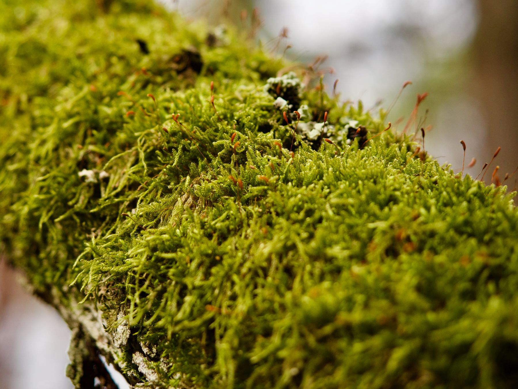 Macro of vibrant green moss covering a tree branch — photo by Przemek Leśniewski on Pexels