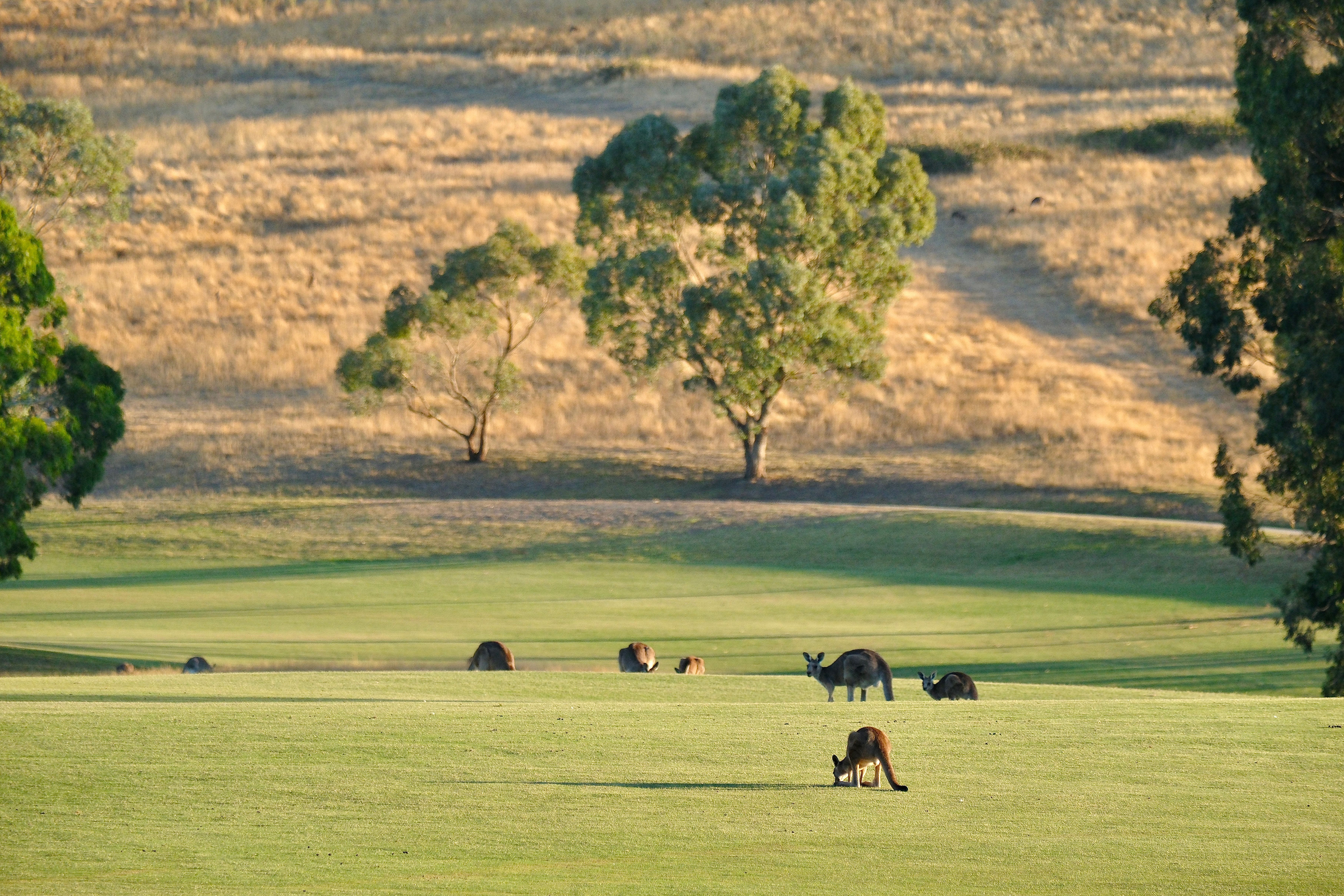 Kangaroos in a rural paddock