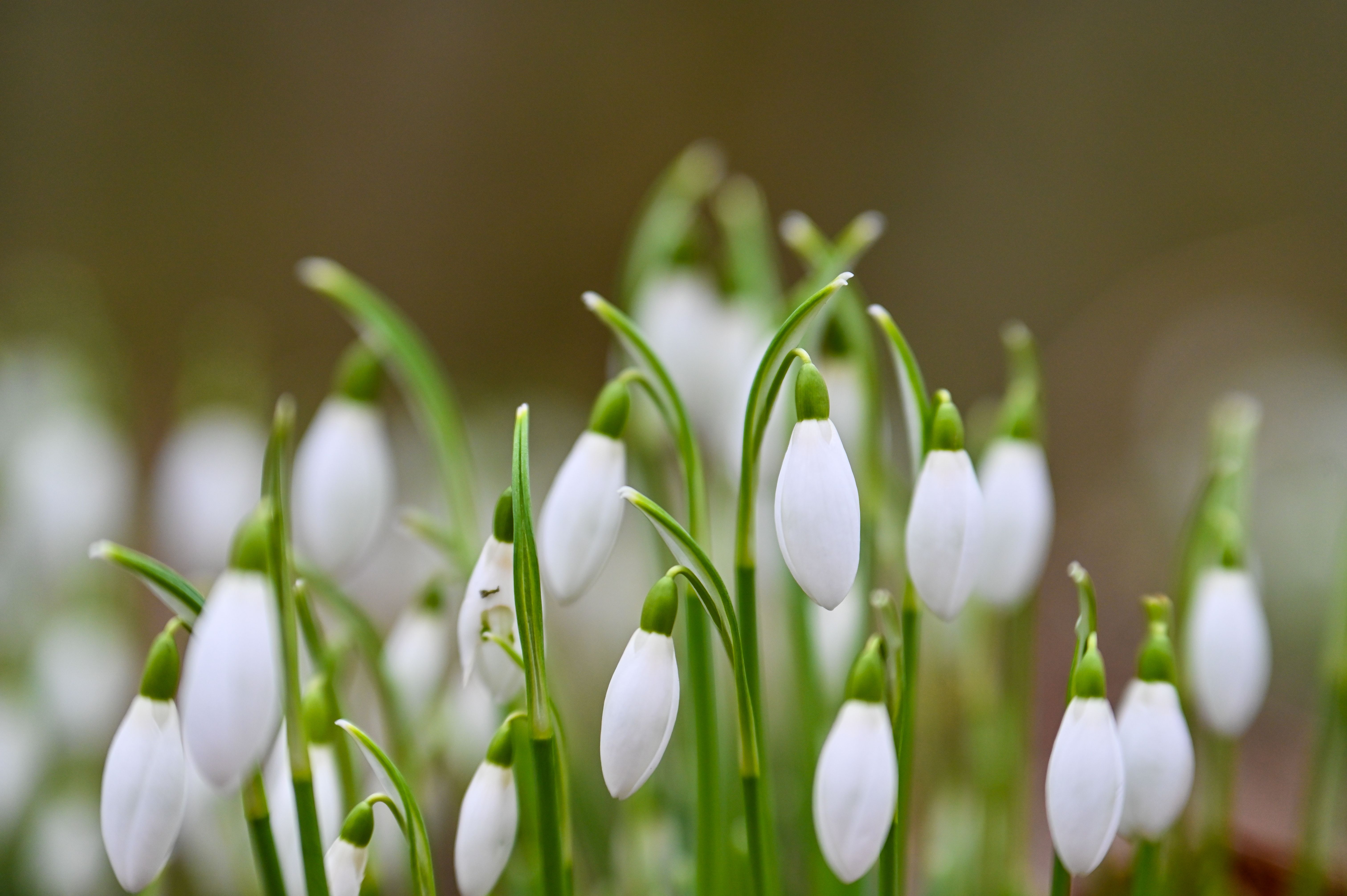Close-up of Snowdrops in Scottish Spring · Free Stock Photo