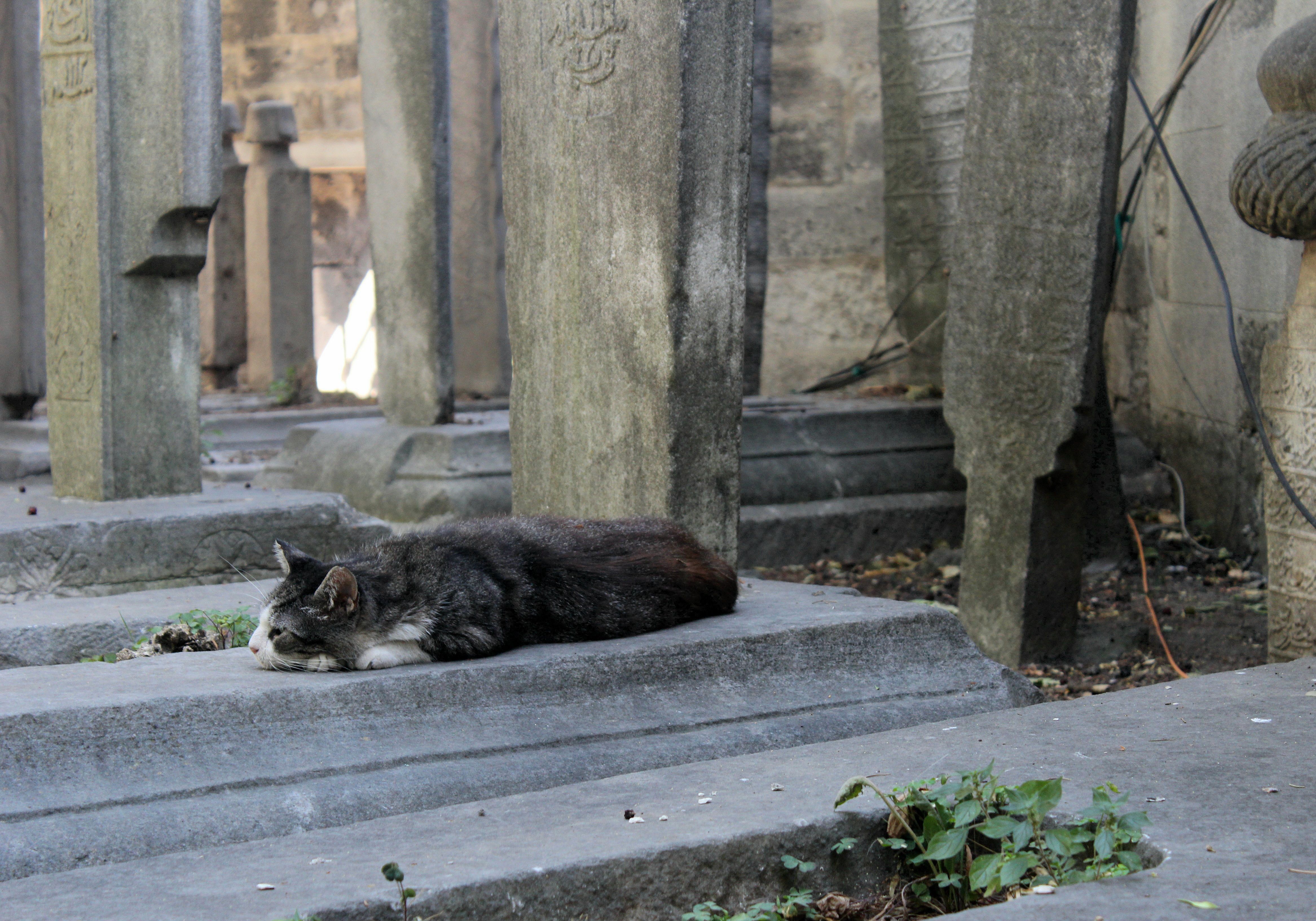 Elegy for Persephone sparked memories of