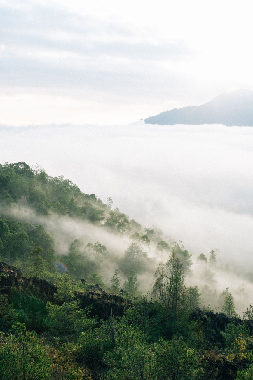 Beautiful misty mountain landscape with dense forest, creating a serene and tranquil atmosphere.. pexels, beautiful, misty
