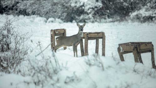 Fotobanka s bezplatnými fotkami na tému jeleň, sneh