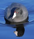 American Coot Swimming in Blue Water, Goleta