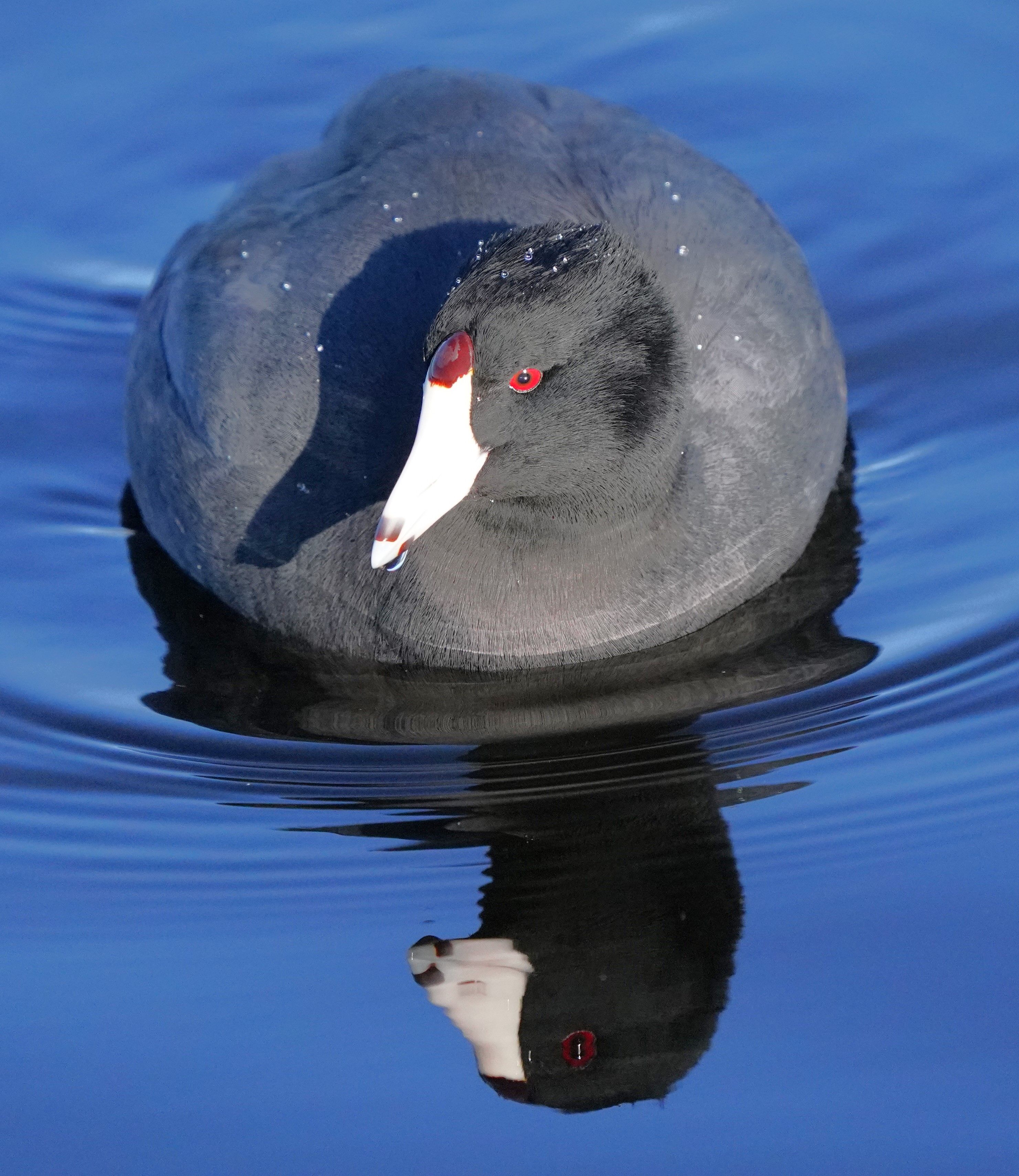 American Coot Swimming in Blue Water, Goleta · Free Stock Photo