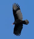 Turkey Vulture Soaring in Clear Blue Sky