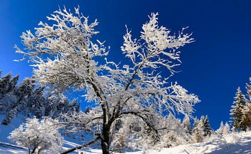 Fotobanka s bezplatnými fotkami na tému rezané stromy, sneh