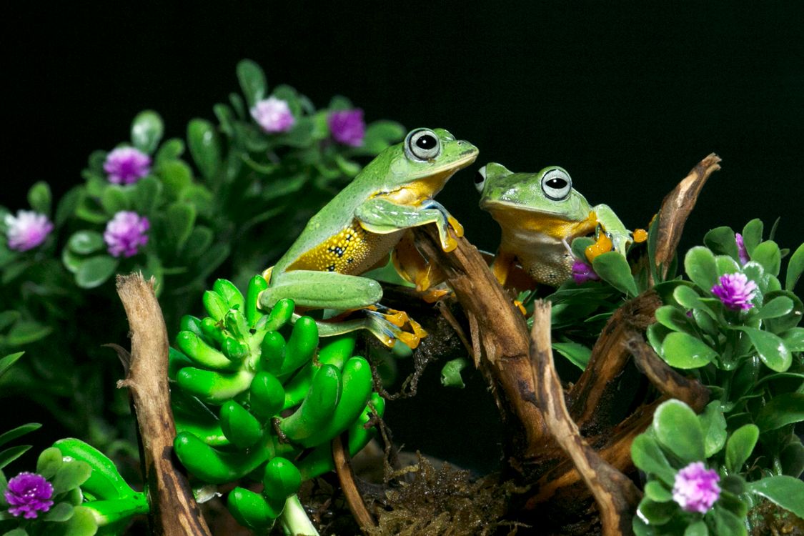 Two Frogs Rooting Two Green Tree Frogs Amidst Vibrant Foliage · Free Stock Photo