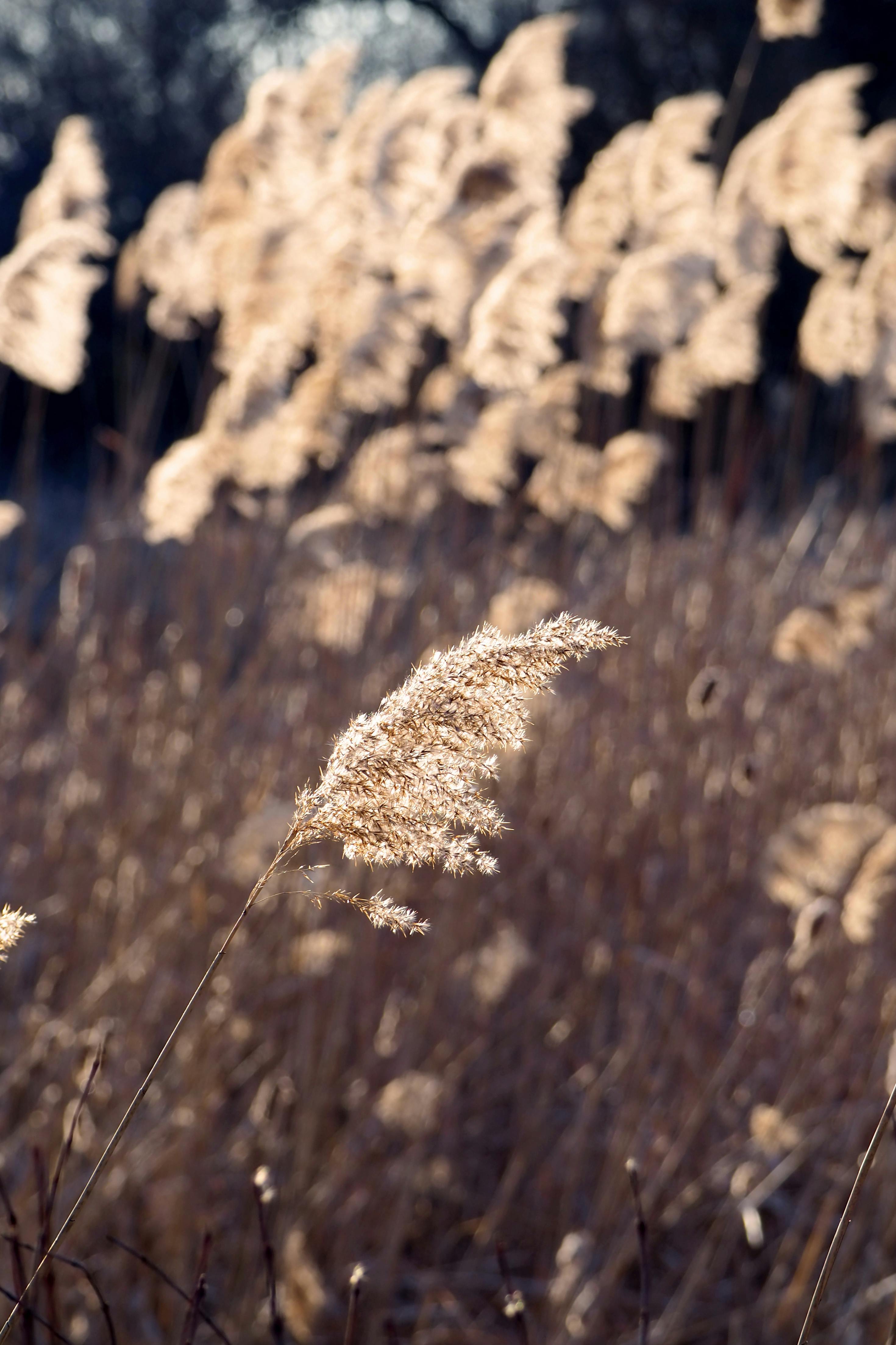 ingyenes Magával ragadó kép a téli napfény által lágyan megvilágított pampafűről, amely nyugodt természeti jelenetet teremt. Stockfotó