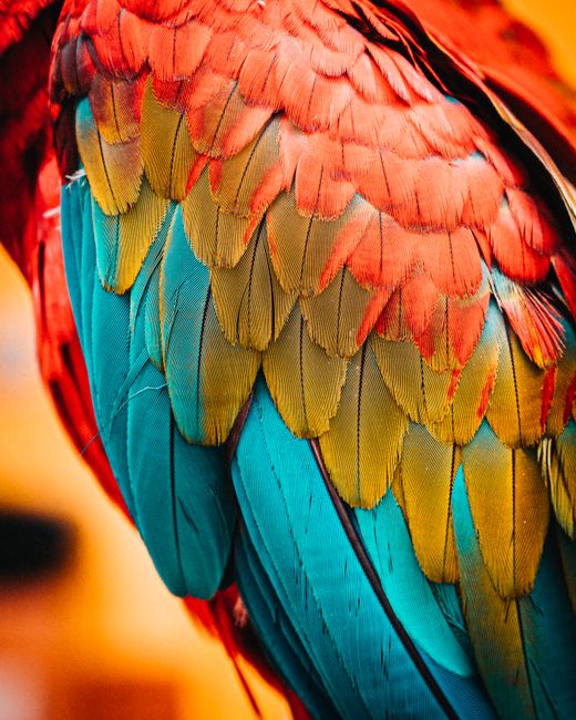 Detailed close-up of a parrot's colorful plumage showcasing vibrant feather patterns.