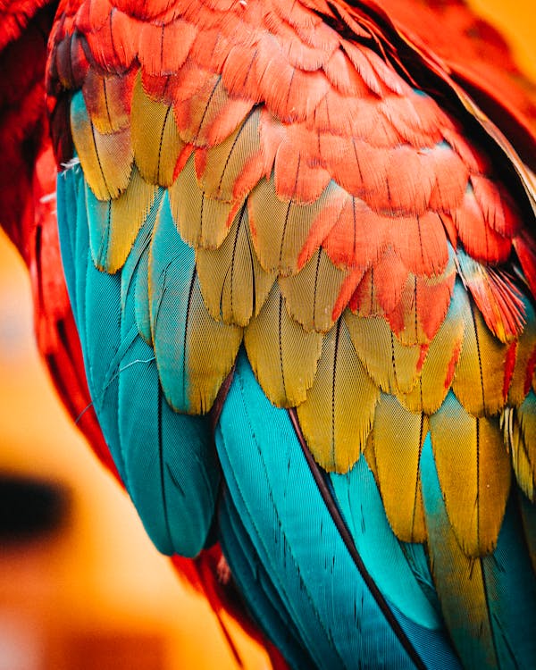 Close-up Photo of Colorful Feather