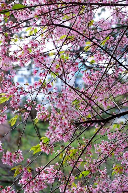 Free Beautiful cherry blossoms in full bloom during spring in Dalat, Vietnam, showcasing vibrant pink flowers. Stock Photo