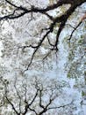 Lush Tree Canopy Against a Clear Sky