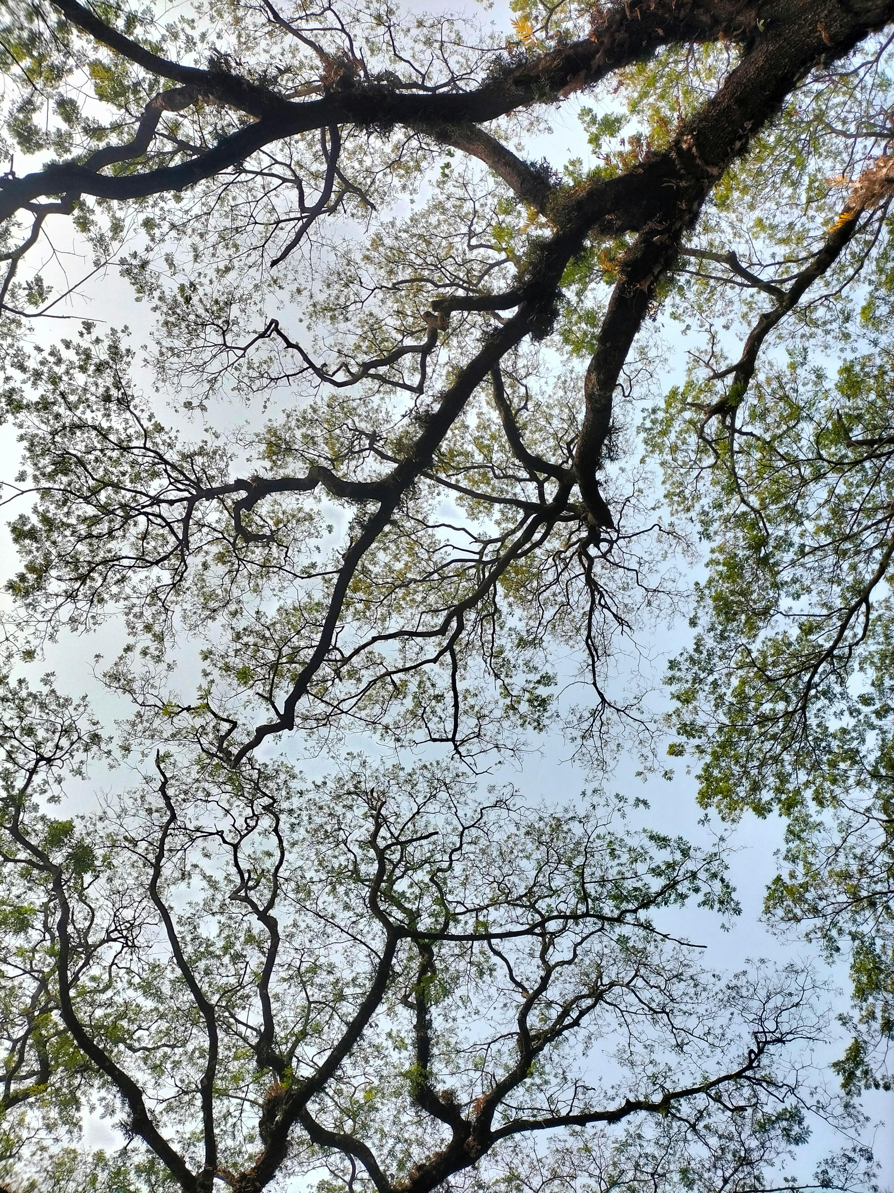 Gratis I rami degli alberi formano una volta naturale, creando intricati motivi che si stagliano contro il cielo. Foto a disposizione