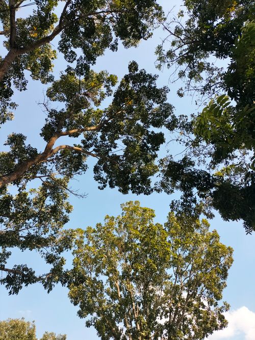 Free A serene view of tall trees with green foliage against a clear blue sky, capturing a peaceful outdoor scene. Stock Photo