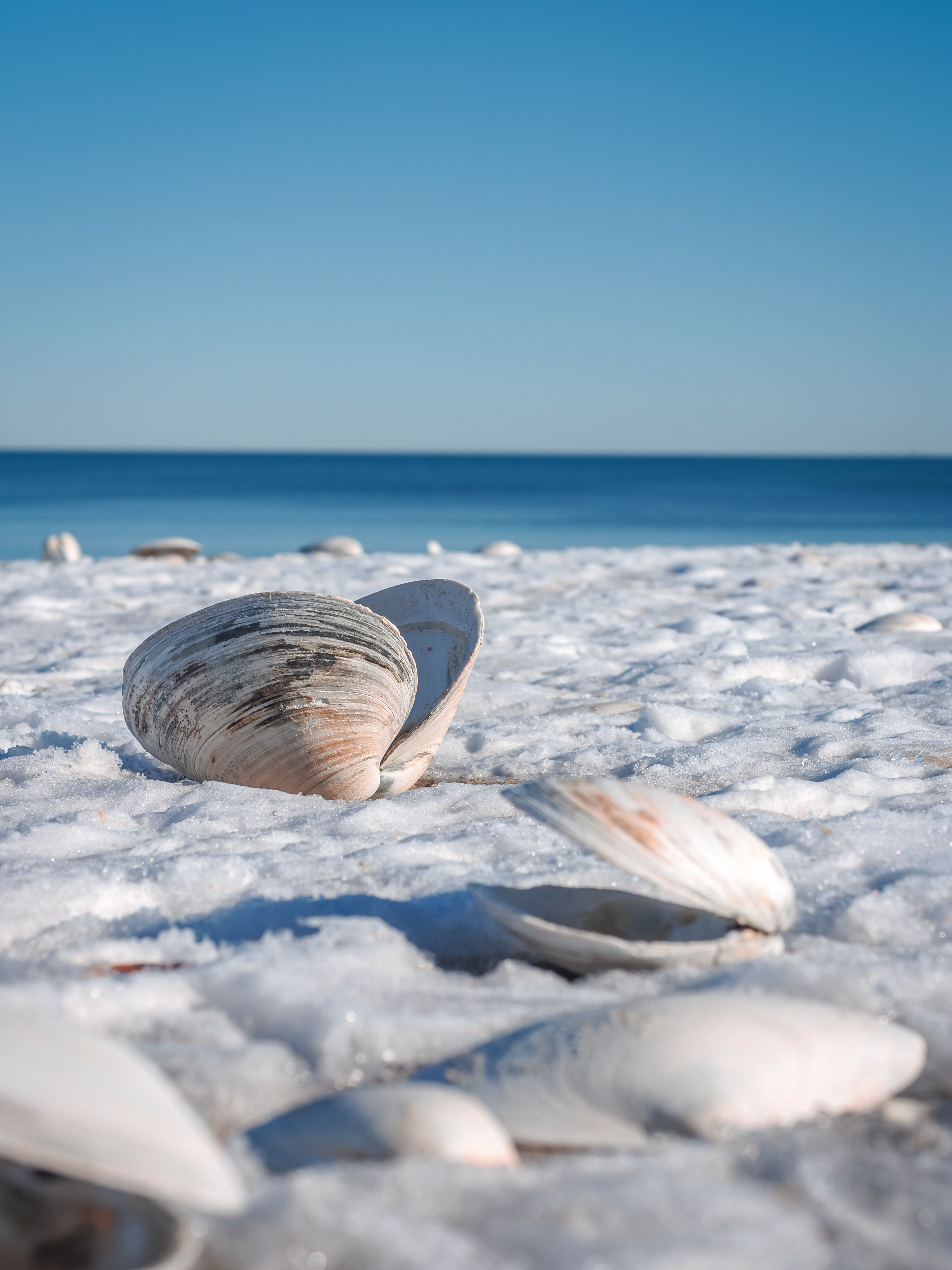Shells on Snow-Covered Beach in Revere, MA · Free Stock Photo