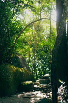 Scenic forest trail with sunlight filtering through lush green foliage, inviting adventure.