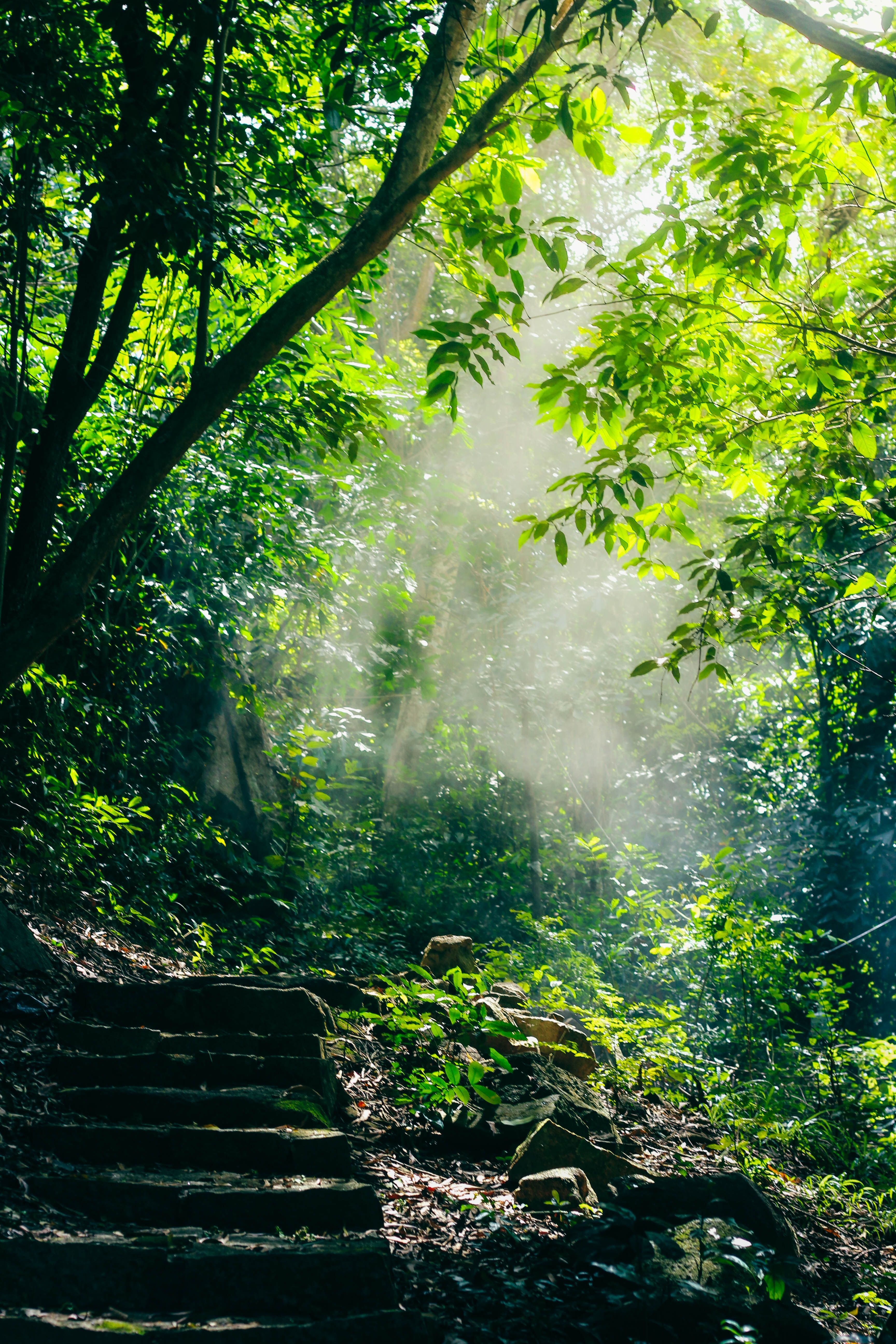 Tranquil forest path illuminated by sun rays, creating a serene natural atmosphere.