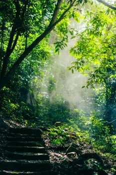 Tranquil forest path illuminated by sun rays, creating a serene natural atmosphere.