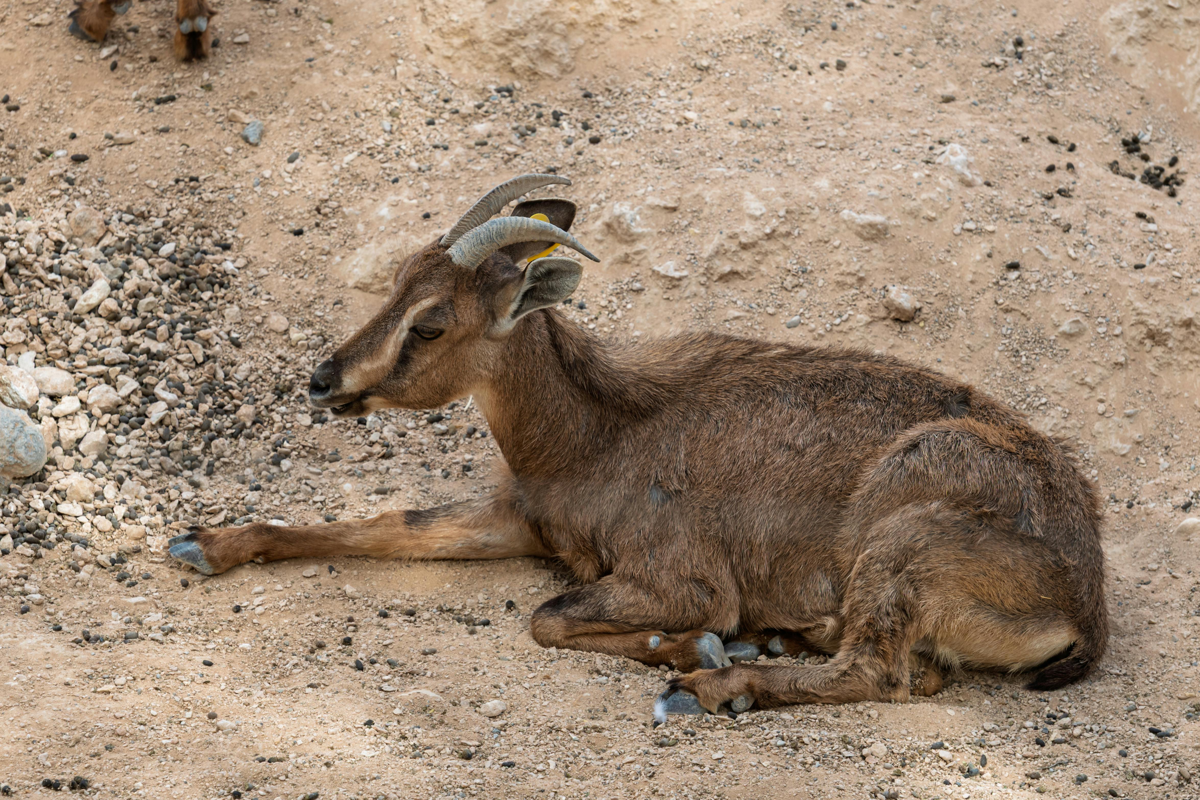 Gratuit Un jeune bouquetin se repose sur un sol rocailleux, exhibant ses cornes incurvées caractéristiques. Idéal pour les photos de faune et de nature. Photos
