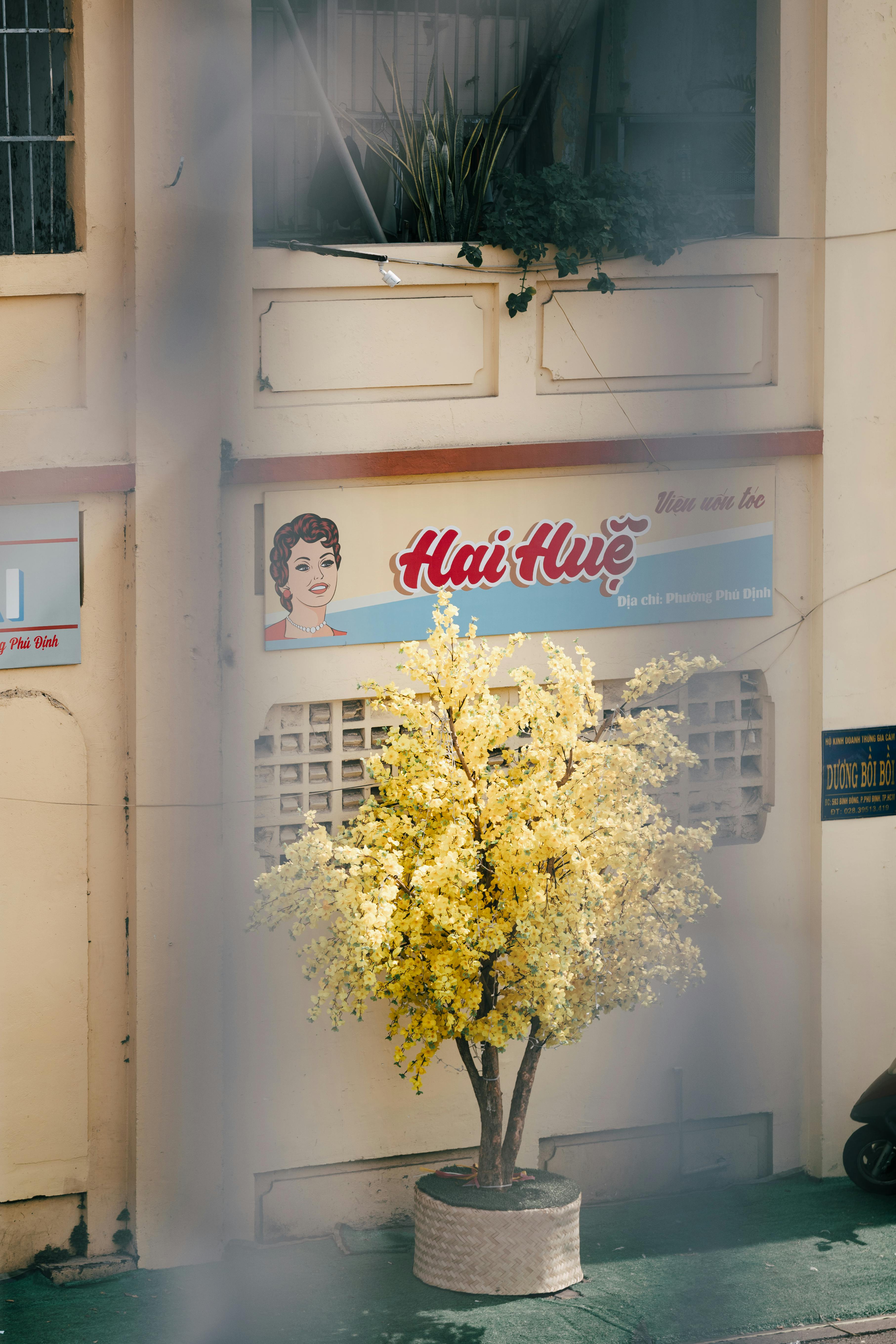 grátis Uma árvore florida de um amarelo vibrante em frente a uma placa de prédio antiga, em um ambiente urbano. Foto profissional
