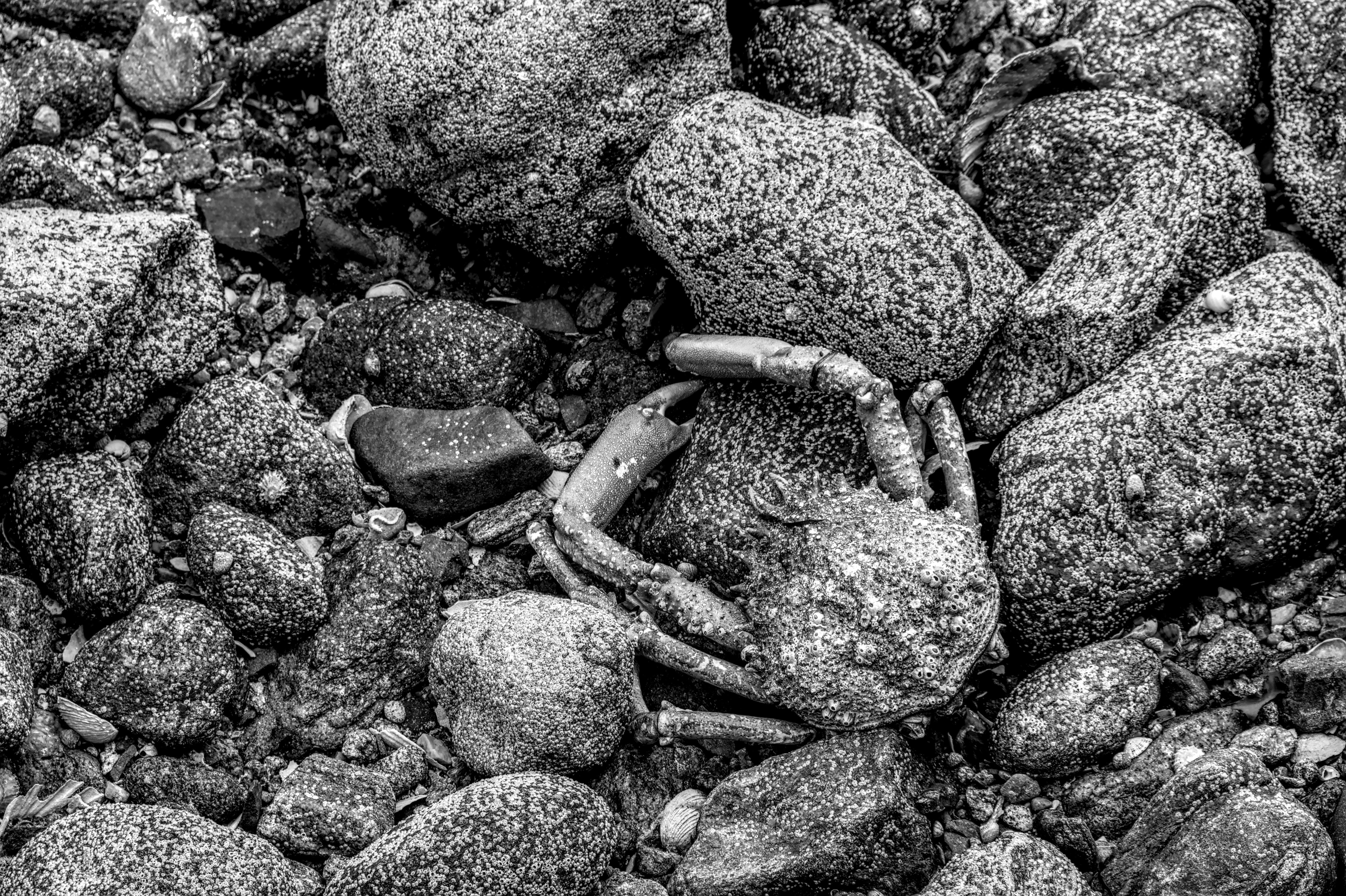 Gratis Imagen detallada en blanco y negro de un cangrejo en una playa rocosa que ilustra las texturas y los contrastes de la naturaleza. Foto de stock