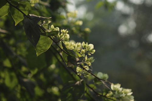 Free Close-up of green leaves and buds illuminated by soft morning sunlight, outdoors. Stock Photo
