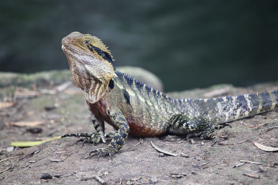 Wild Australian Water Dragon basking by a riverbank in natural habitat.