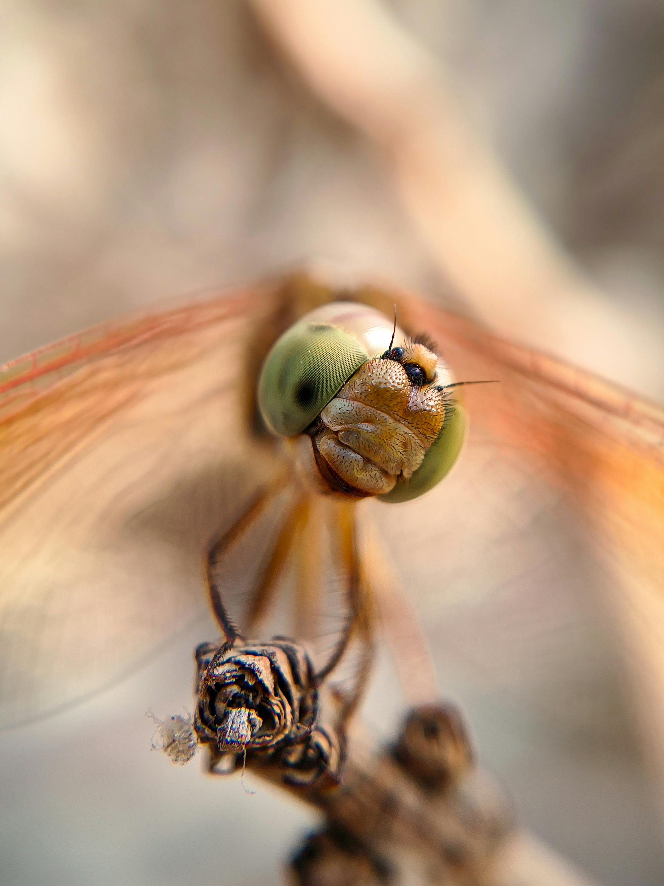 Gratis Immagine gratuita di ali, anisoptera, appollaiato Foto a disposizione