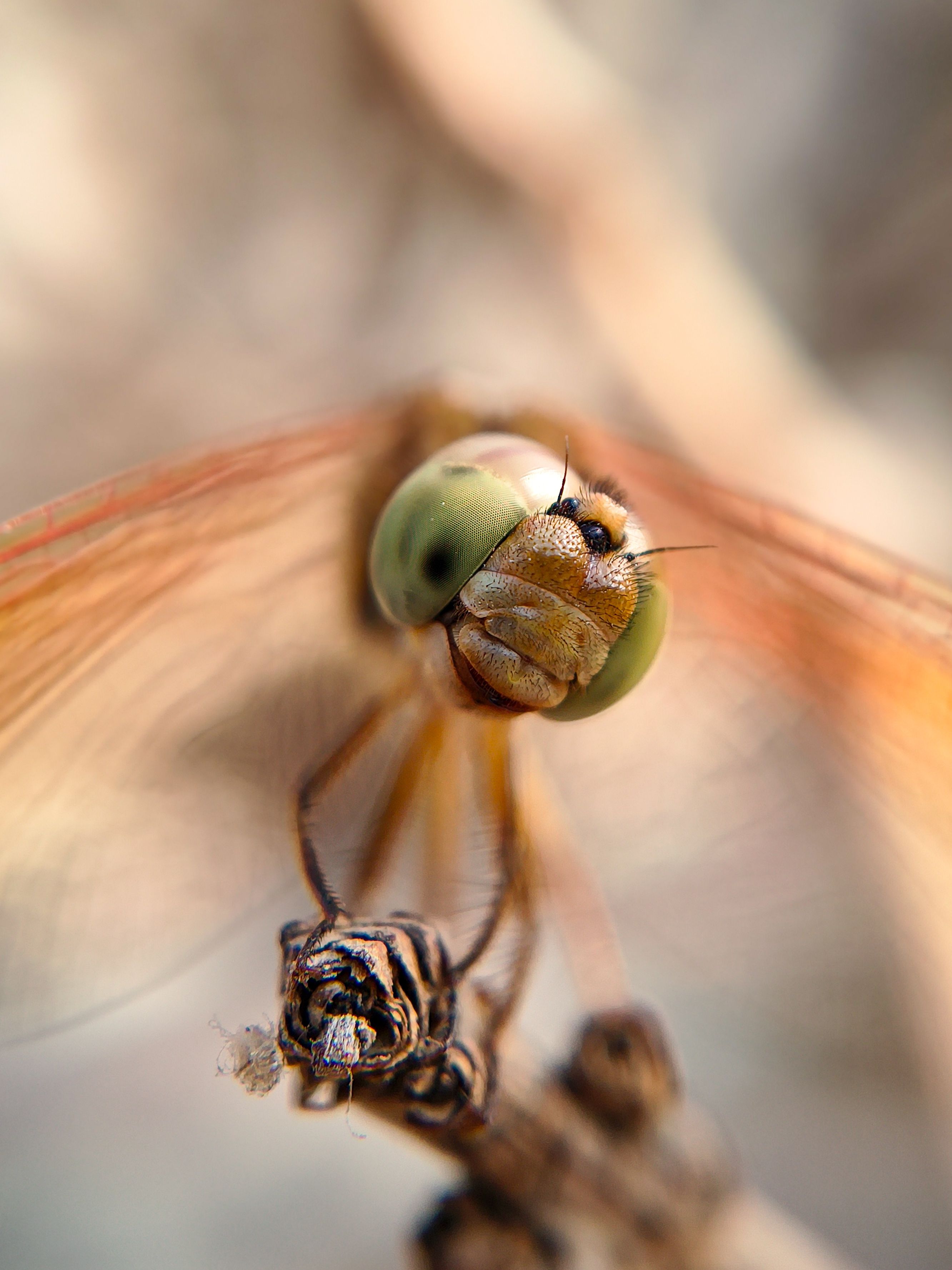 Close-Up of Dragonfly Perched on Twig · Free Stock Photo