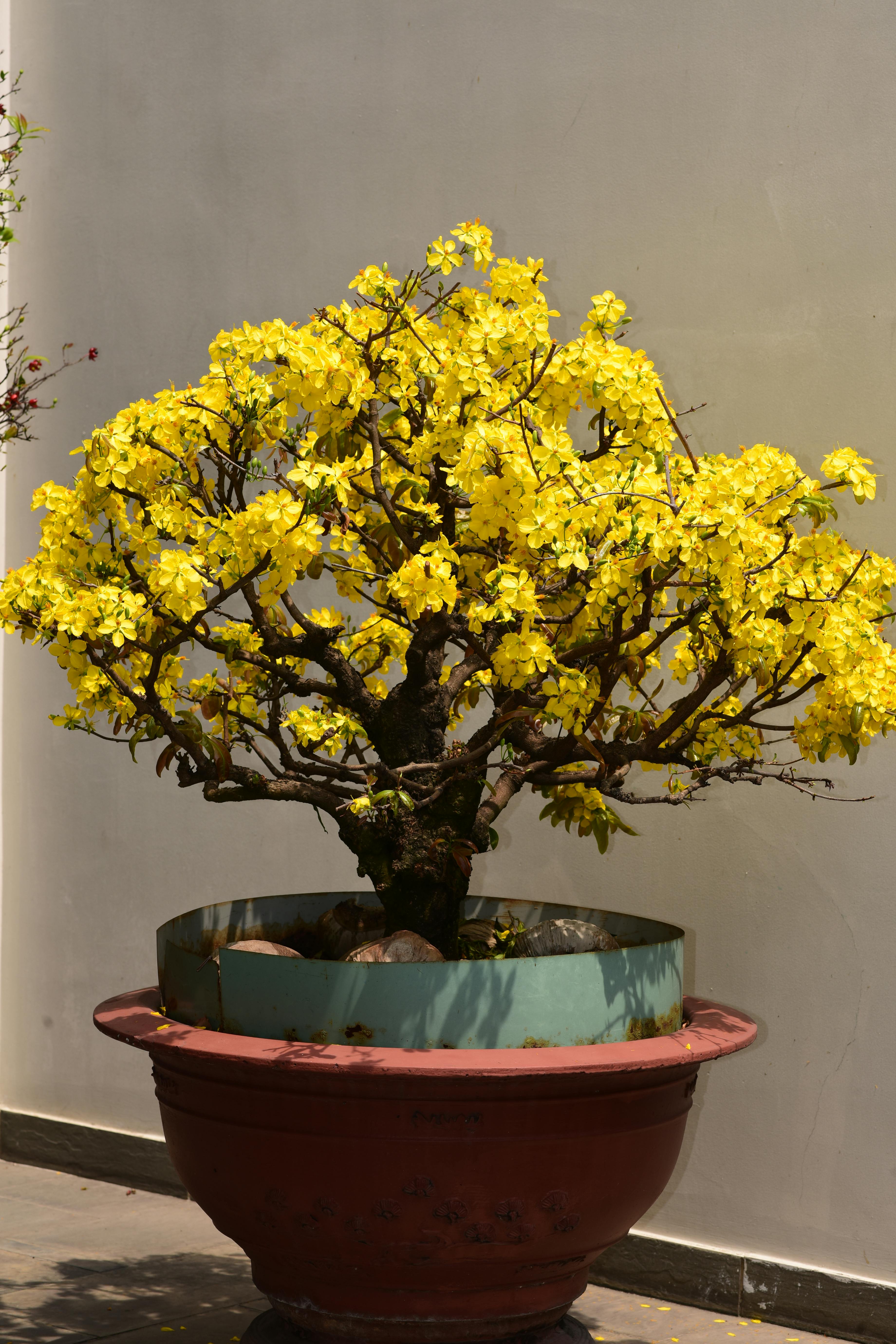 ingyenes Élénk sárga bonsai fa cserépben egy semleges falnak támaszkodva, megragadva a természet művészi szépségét. Stockfotó