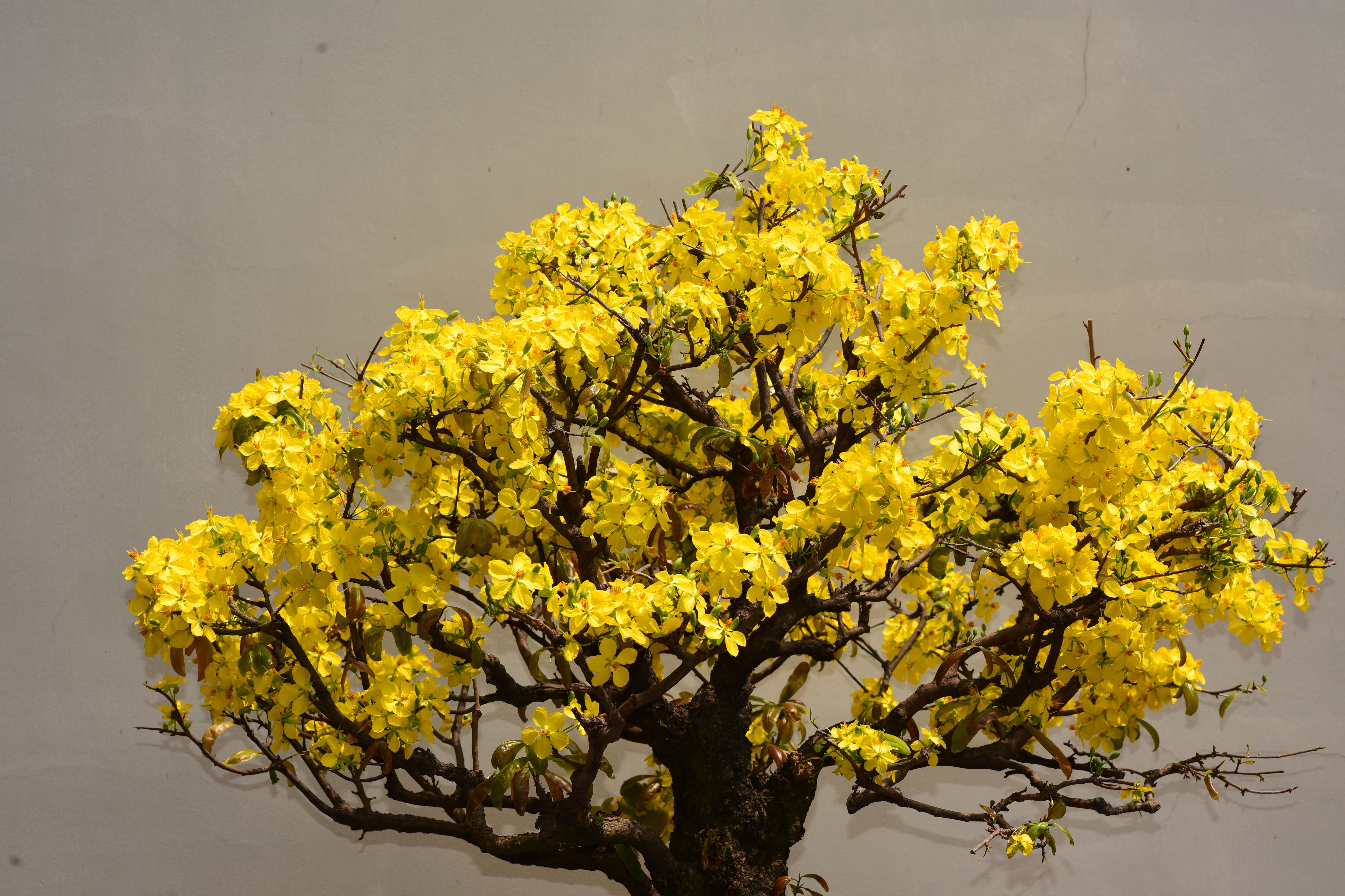 Vibrant Yellow Blossom on Bonsai Tree  Free Stock Photo
