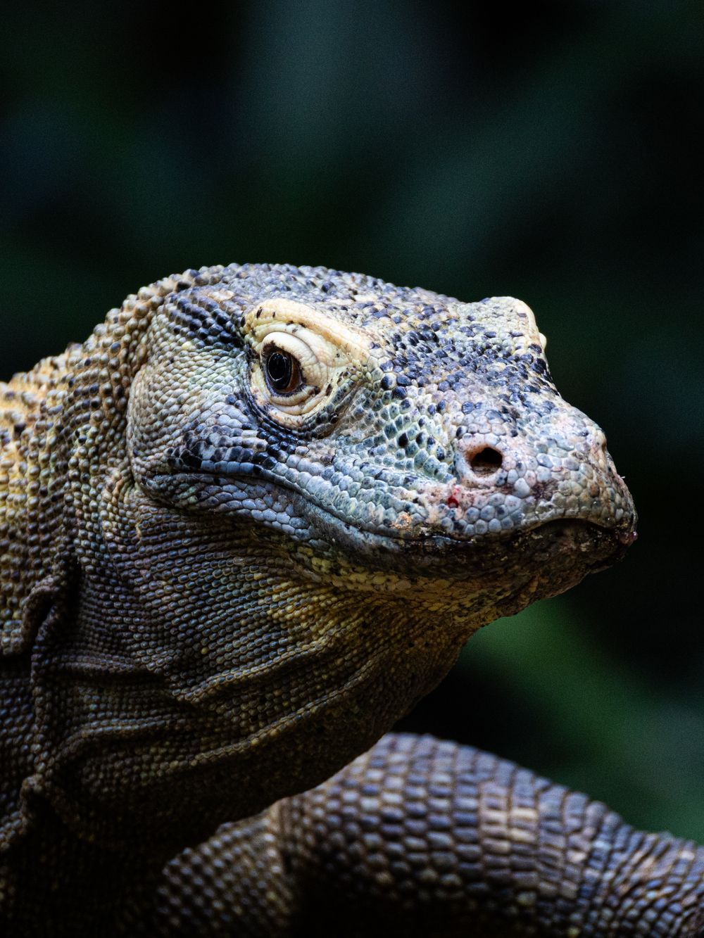 Primer plano de un dragón de Komodo en su hábitat natural