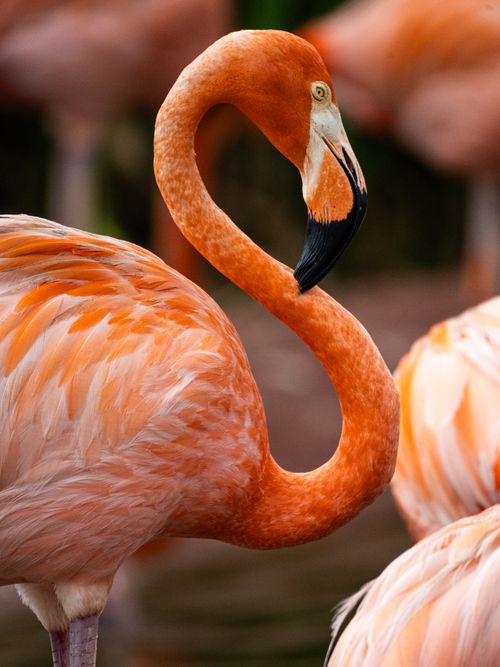 Free A striking close-up of a vibrant flamingo showcasing its bright pink plumage and curved neck. Stock Photo
