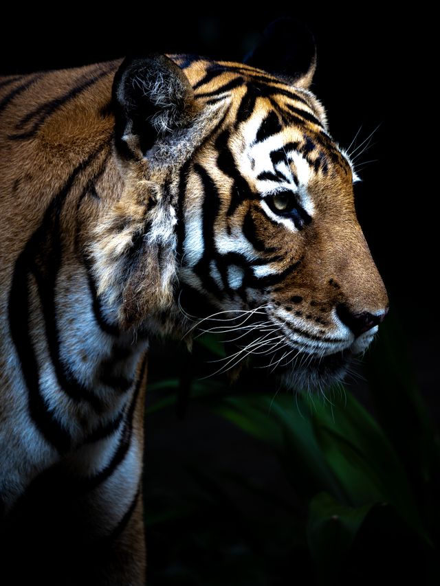 Bengal tiger portrait in dramatic light — photo by Eterna Media on Pexels