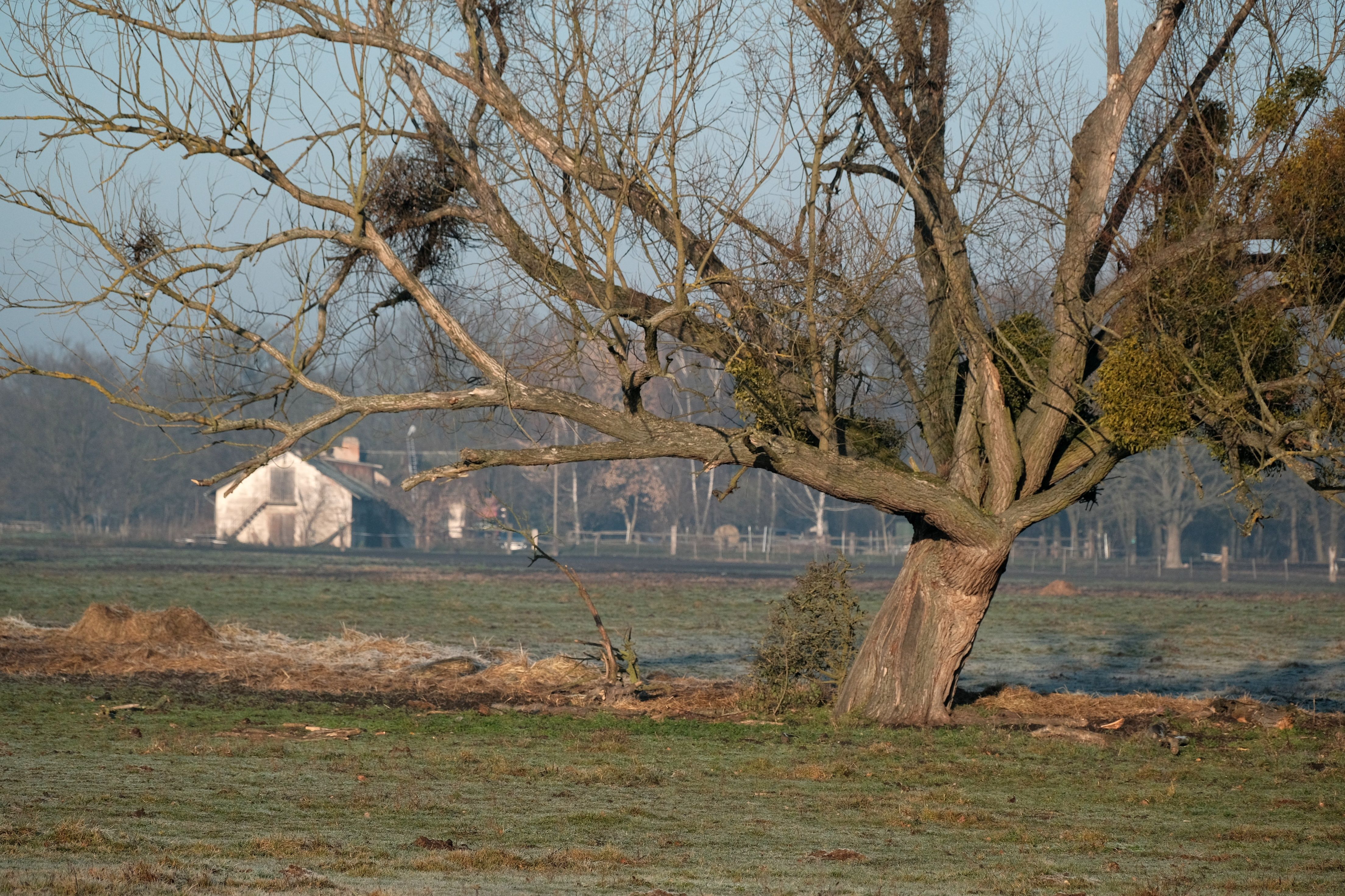 Lonely Tree in a Serene Countryside Landscape · Free Stock Photo