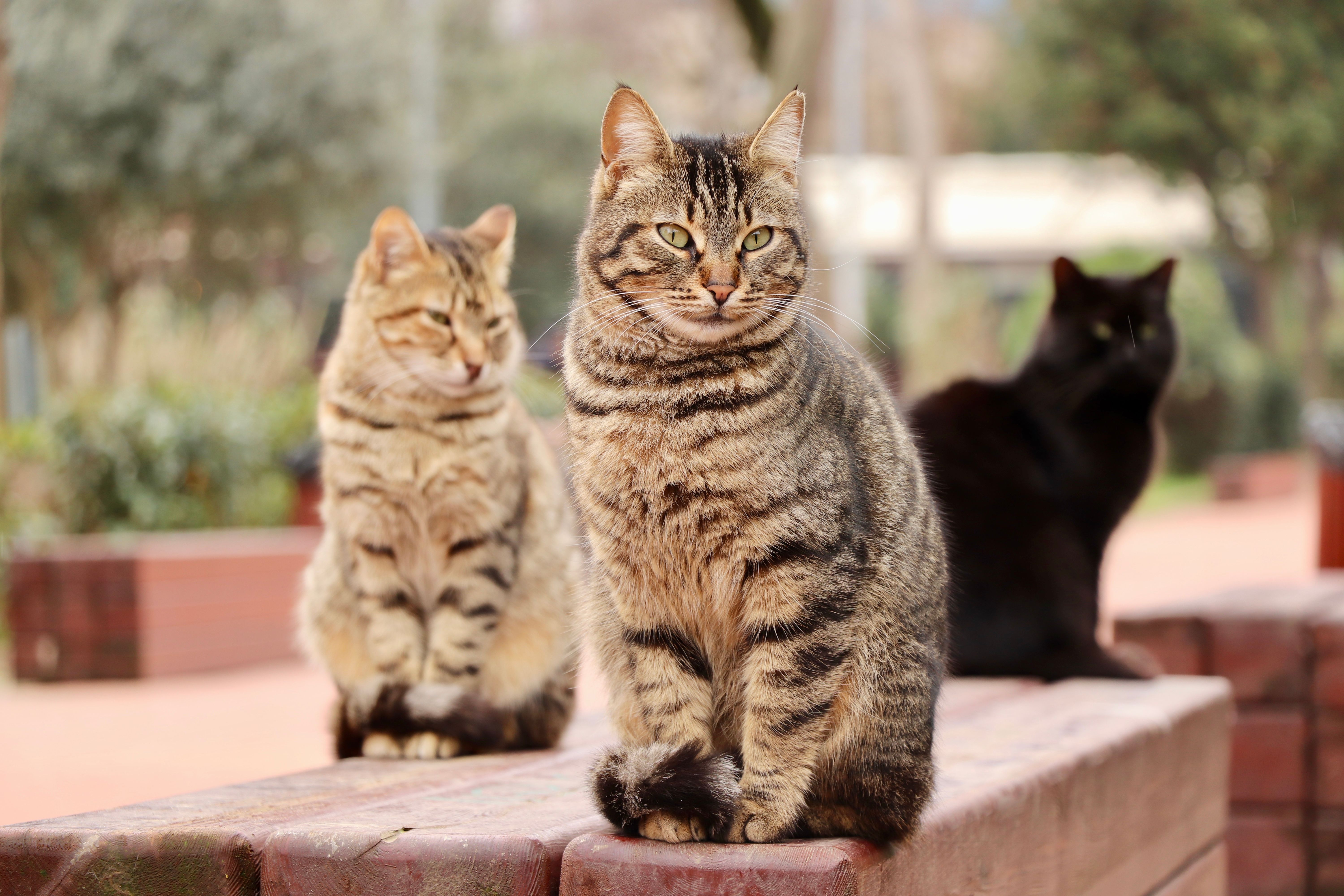 The truth about cats and dogs and the links between pet attachment and mental health — Photo by Hüseyin Ergül on Pexels