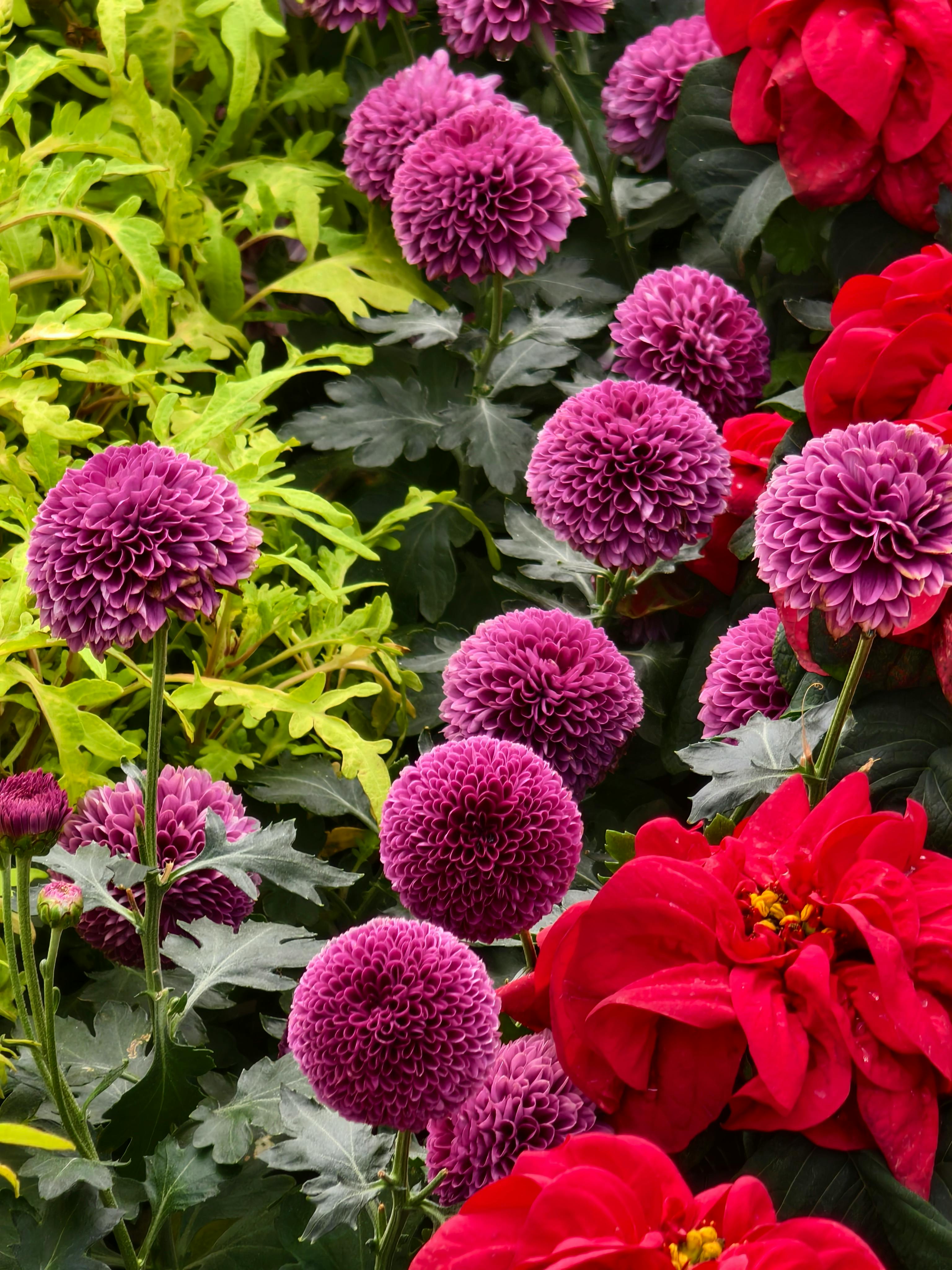 ingyenes Színes kert, élénk dáliákkal és lila krizantémokkal teljes virágzásban. Stockfotó