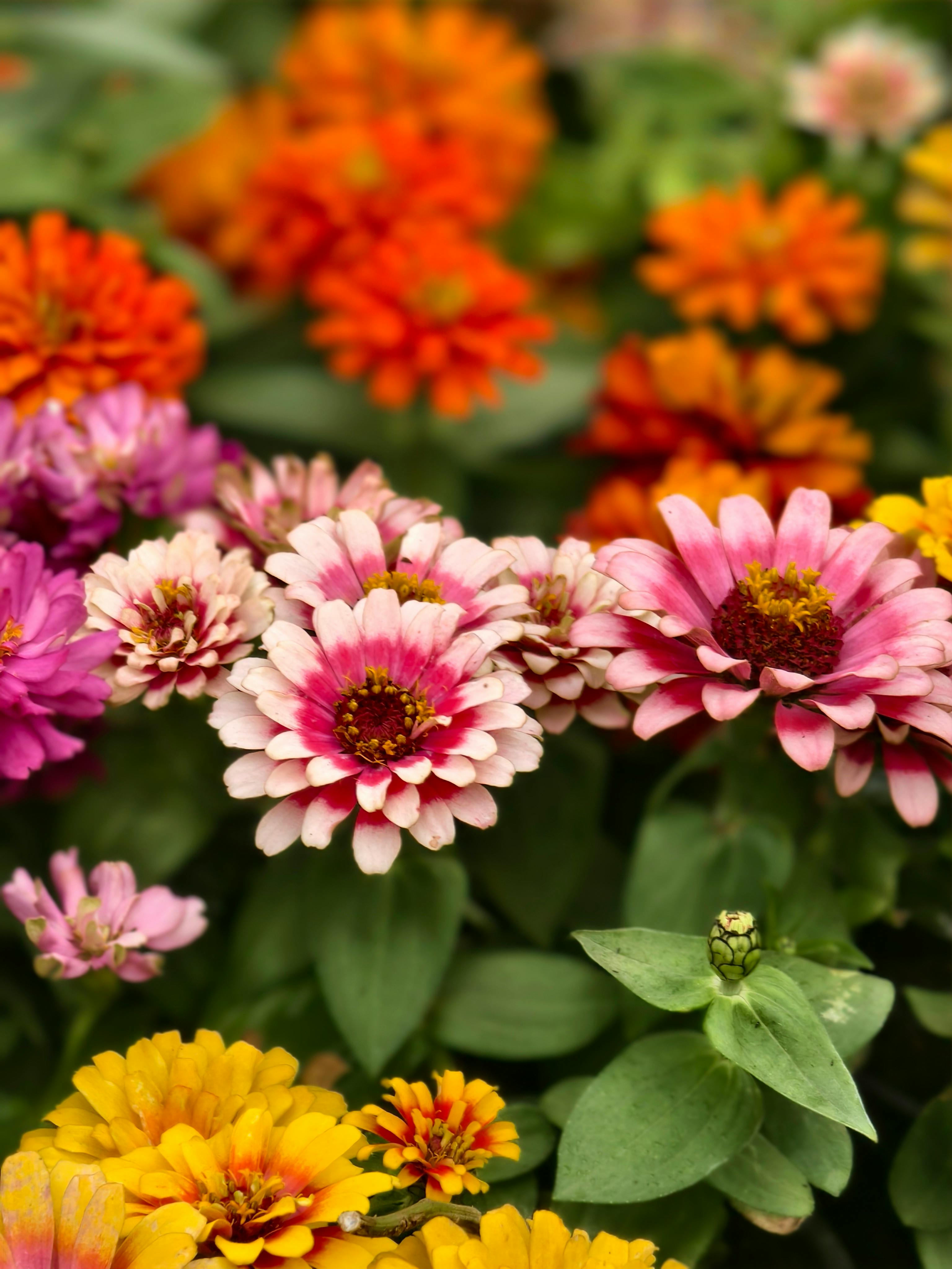 [ColoSach]-colorful-zinnia-flowers-in-full-bloom-creating-a-vibrant-outdoor-garden-scene.