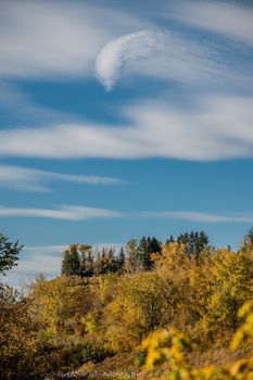 Stunning autumn trees under a clear blue sky in Calgary, Alberta, showcasing vibrant colors.