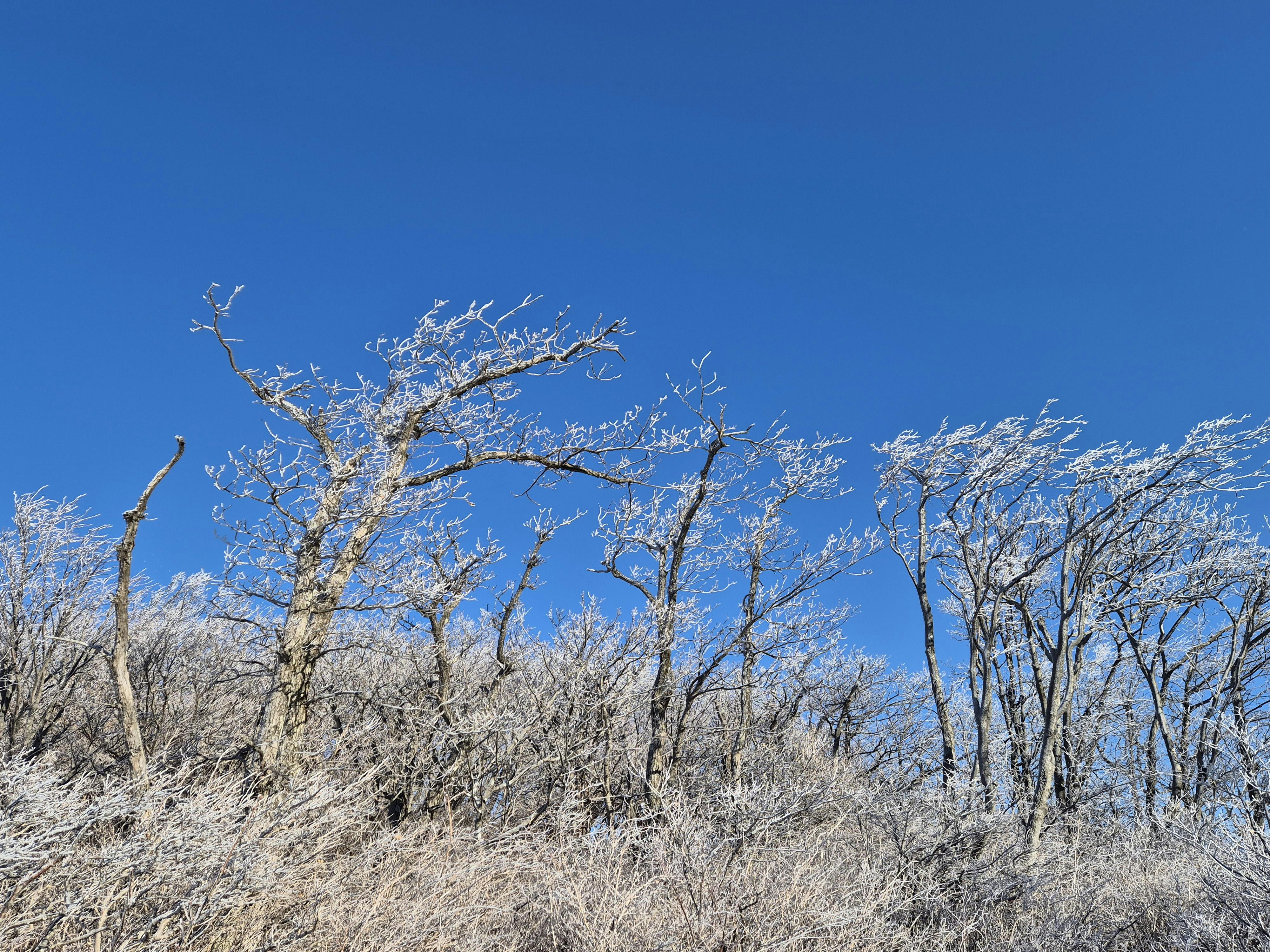 Ingyenes stockfotó a vadvilág élőhelye, ágak, befagyott témában Stockfotó