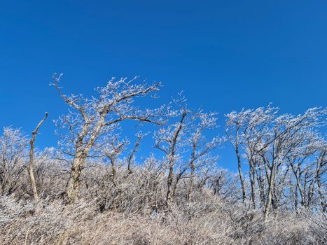 A stunning winter scene of frost-covered trees under a clear blue sky, capturing nature's serene beauty.