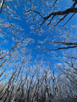 Frost-covered trees in a serene winter forest under a clear blue sky.