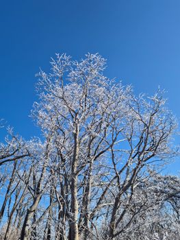 Winter scene of frosty trees with a serene blue sky backdrop, capturing nature's beauty.