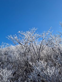 Beautiful frost-covered trees against a vivid blue sky, capturing the essence of winter's charm.
