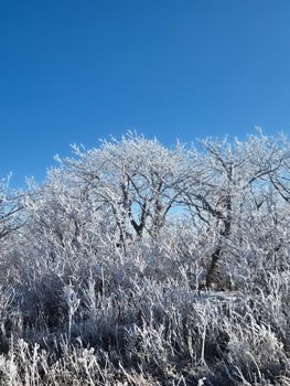 A serene winter scene with snow-covered trees against a clear blue sky.
