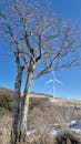 Barren Tree and Wind Turbine Against Clear Sky